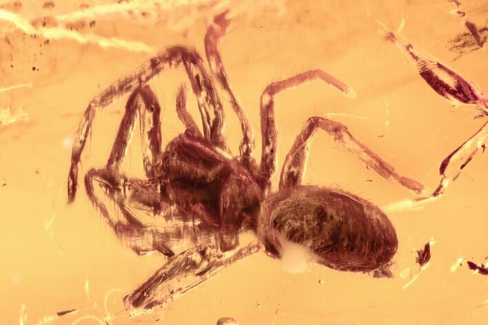 Detailed Fossil Spider (Araneae) In Baltic Amber #310978